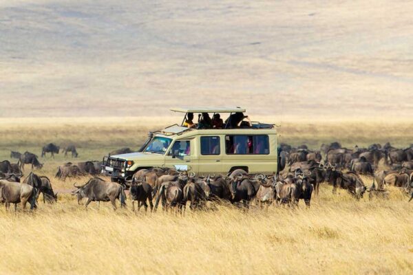 8-Day Tanzania Safari 8-Day Tanzania Safari