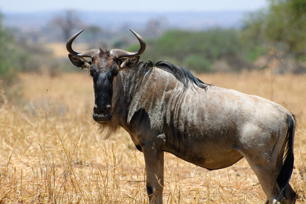 8-Day Tanzania Safari 8-Day Tanzania Safari