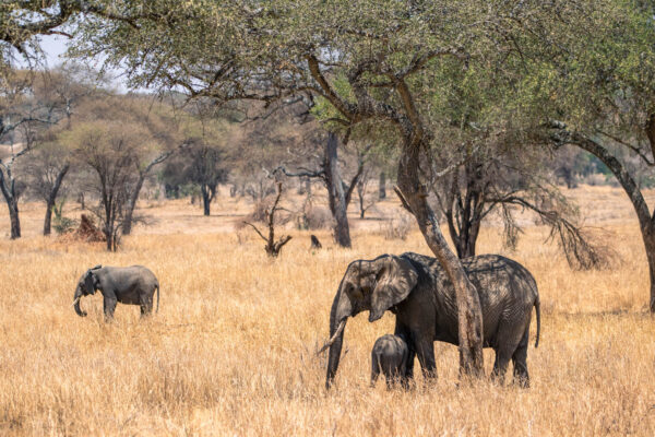 8-Day Tanzania Safari 8-Day Tanzania Safari