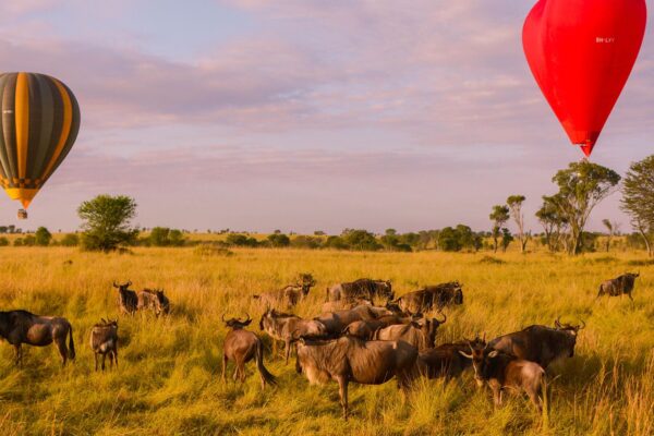 8-Day Tanzania Safari 8-Day Tanzania Safari