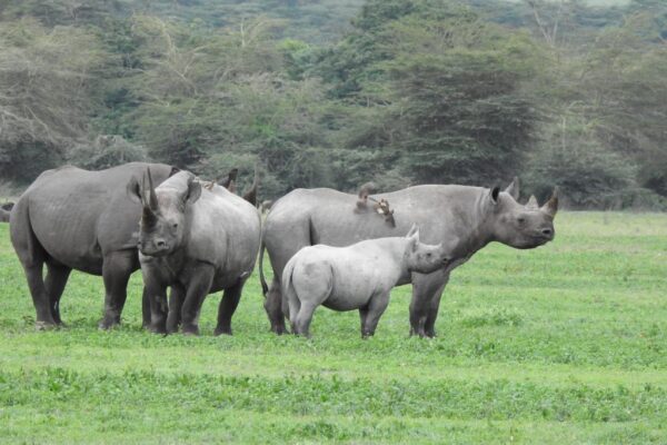 8-Day Tanzania Safari 8-Day Tanzania Safari