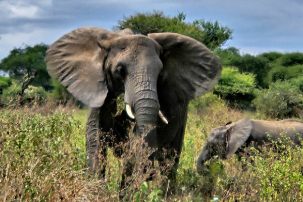 Big 5 Safari Big 5 Safari