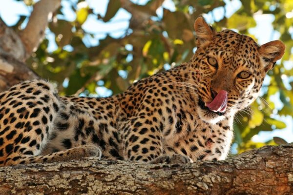 Big 5 Safari Big 5 Safari