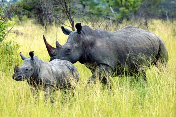 Big 5 Safari Big 5 Safari