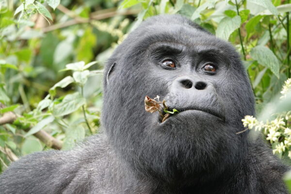 Bwindi and Serengeti Bwindi and Serengeti