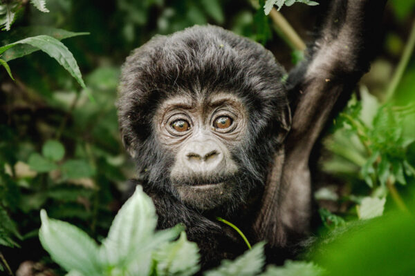 Gorilla Trekking Tour Gorilla Trekking Tour