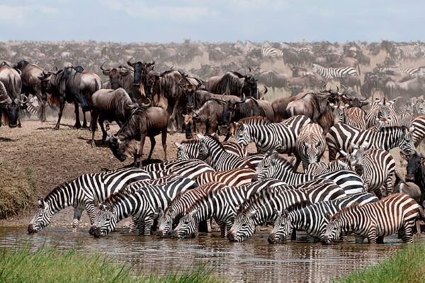 Great Migration Itinerary Great Migration Itinerary