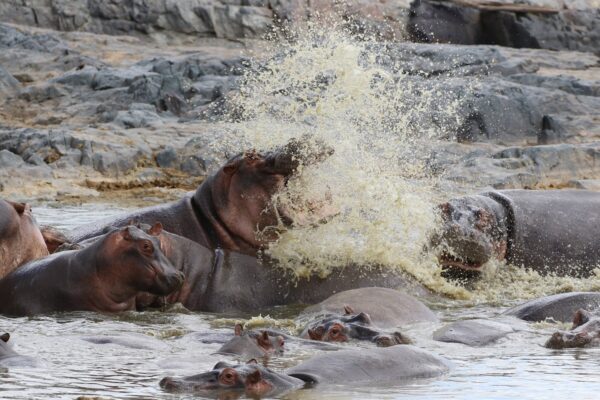 Grumeti River Grumeti River