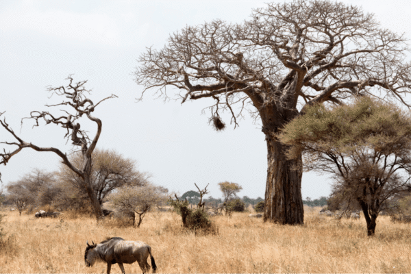 Is Tarangire Safe Is Tarangire Safe