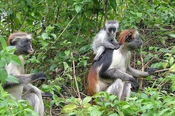 Jozani Chwaka Bay 1-Day Jozani Forest Walk
