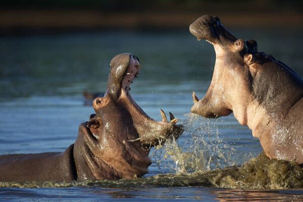 Mara River Mara River