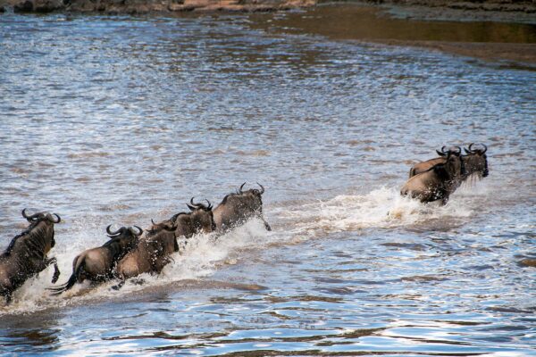Mara River Mara River