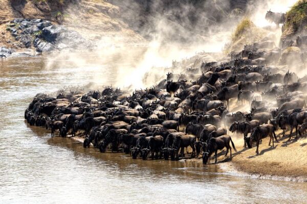 Mara River Animals Mara River Animals