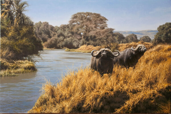 Mara River Buffalo Mara River Buffalo