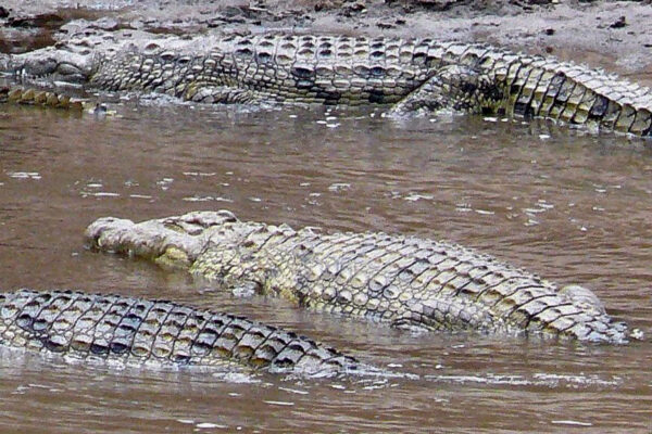 Mara River Crocodiles Mara River Crocodiles