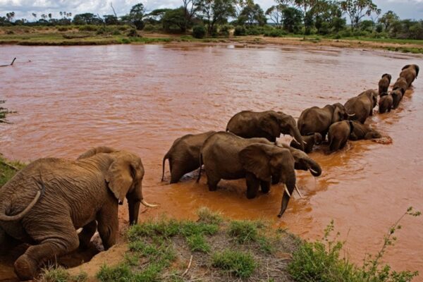 Mara River Elephants Mara River Elephants