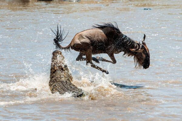 Mara River Wildebeest Mara River Wildebeest