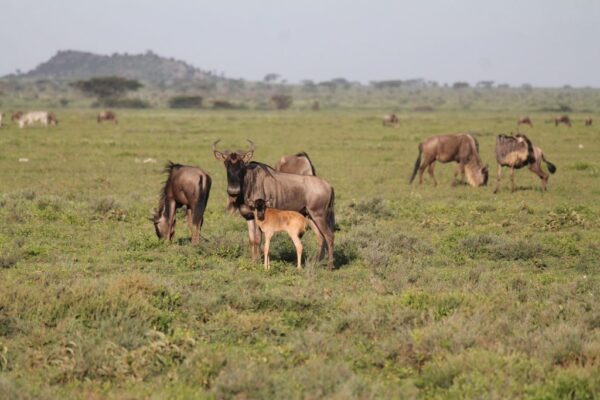 Ndutu Plains Ndutu Plains