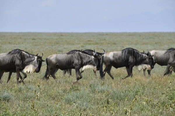 Ndutu Plains Ndutu Plains