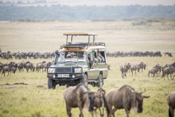 Safari Bookings Safari Bookings