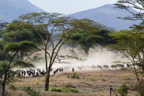 Safari Bookings Safari Bookings