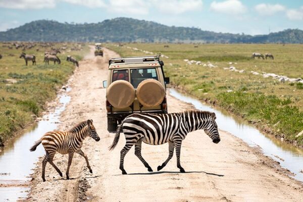 Safari and Zanzibar Safari and Zanzibar