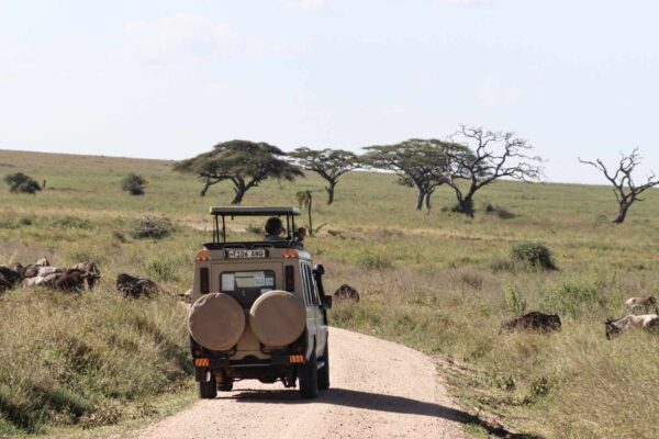 Serengeti Safari Is Serengeti Safe