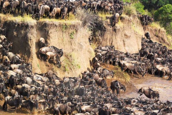 Serengeti Safari Serengeti Safari