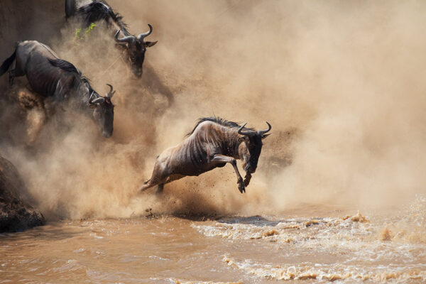 Serengeti Safari Photos Serengeti Safari Photos