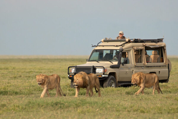Serengeti Safari Photos HD Serengeti Safari Photos HD