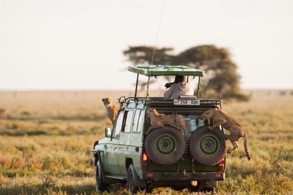 Serengeti Safari Tour Serengeti Safari Tour