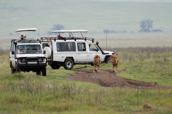 Serengeti Safari Tour Serengeti Safari Tour