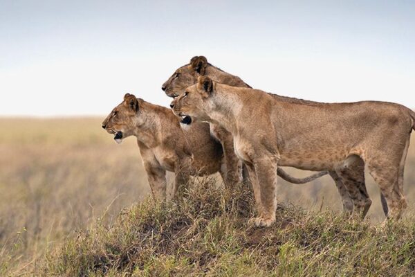 Serengeti Safari Tour Serengeti Safari Tour