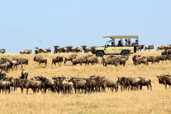 Serengeti Safari and Victoria Falls Serengeti Safari and Victoria Falls