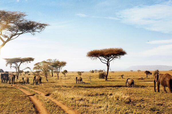 Serengeti Safari and Victoria Falls Serengeti Safari and Victoria Falls