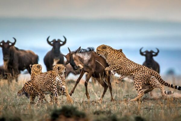 Serengeti and Masai Mara Serengeti and Masai Mara