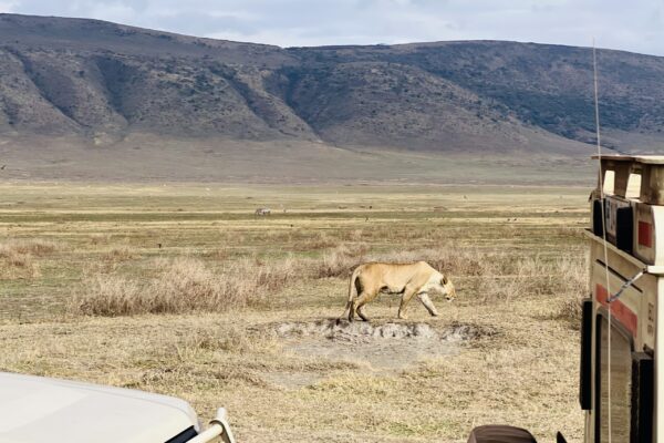 Serengeti and Ngorongoro Serengeti and Ngorongoro