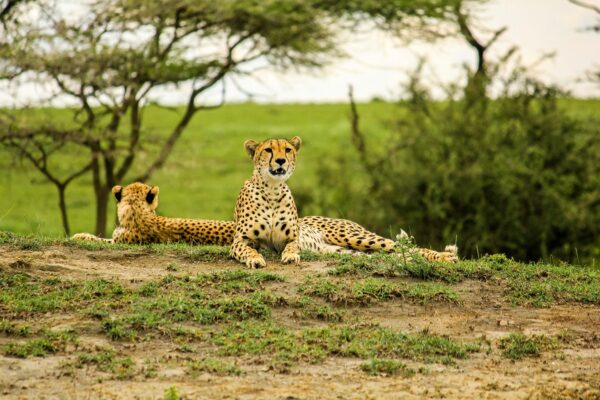 Serengeti and Ngorongoro Serengeti and Ngorongoro