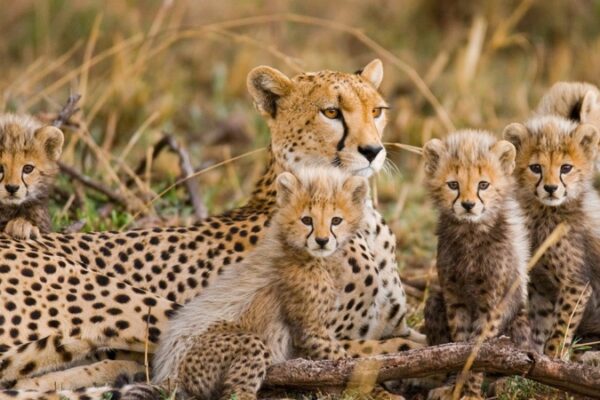 Uganda and Tanzania Uganda and Tanzania
