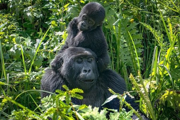 Uganda and Tanzania Uganda and Tanzania
