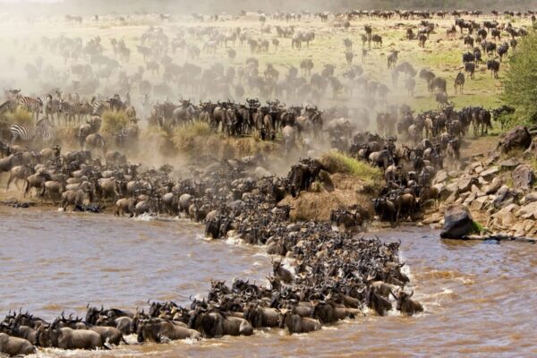 Uganda and Tanzania safari Uganda and Tanzania safari