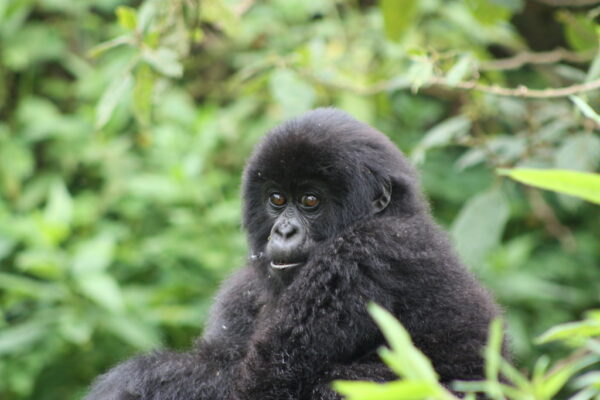 Volcanoes and Serengeti Volcanoes and Serengeti