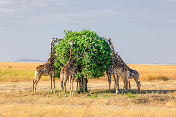 Volcanoes and Serengeti Volcanoes and Serengeti