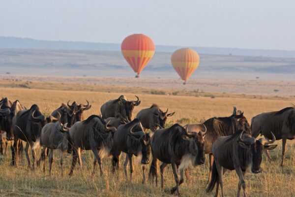 Where Is Serengeti Where Is Serengeti