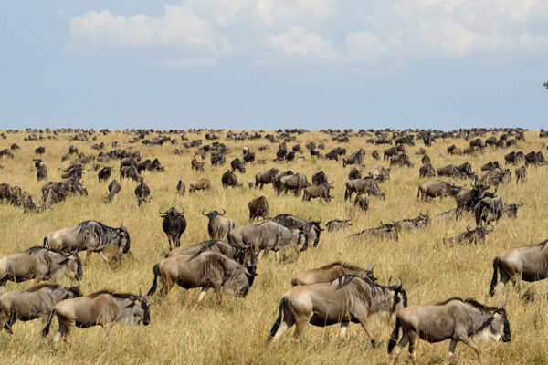 Where Is Serengeti Where Is Serengeti