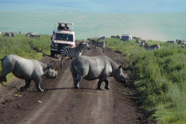 1-Day Ngorongoro Crater Safari 1-Day Ngorongoro Crater Safari