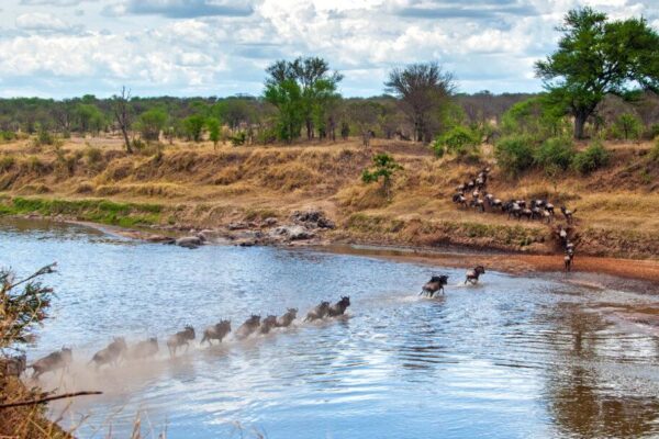 5-Day Luxury Northern Serengeti River-Crossing Safari 5-Day Luxury Northern Serengeti River-Crossing Safari