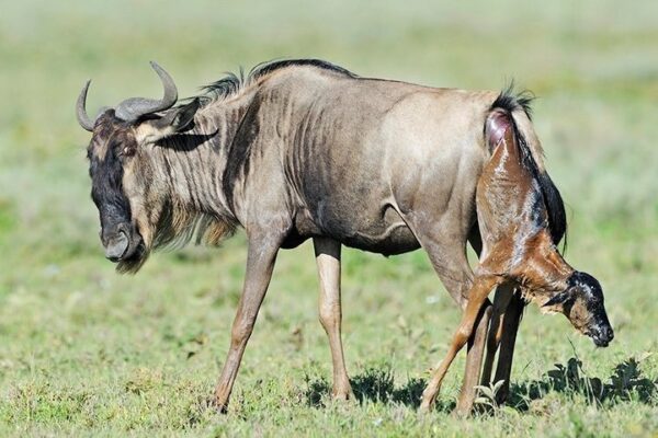 5-Day Luxury Serengeti Calving Season Safari 5-Day Luxury Serengeti Calving Season Safari