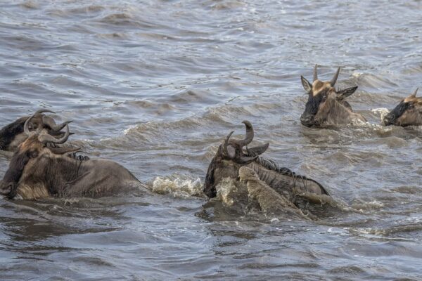 5-Night Luxury Masai Mara River-Crossing Safari 5-Night Luxury Masai Mara River-Crossing Safari