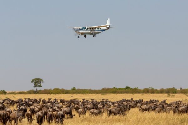 7-Day All-Inclusive Luxury Fly-In Maasai Mara Safari 7-Day All-Inclusive Luxury Fly-In Maasai Mara Safari